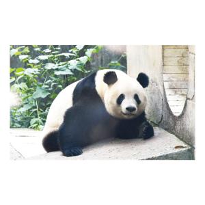 【9月より発送開始】アートプリントジャパン カ...の詳細画像4