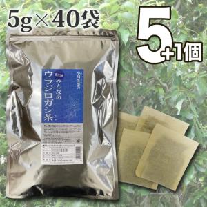 【まとめ買いでお得に大容量】ウラジロガシ茶 ノンカフェイン 国産 健康茶 ティーバッグ 裏白樫 甘みがある 100年以上続く 生薬会社 小川生薬 爆買 5+1個セット