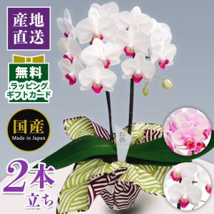 風呂敷 激安 花 ガーデニング の商品一覧 通販 Yahoo ショッピング