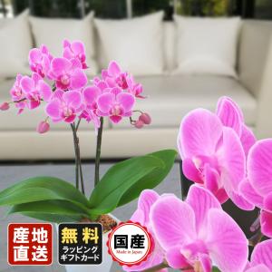 ミニ胡蝶蘭 リボンギフト 胡蝶蘭 ミニ 胡蝶蘭 ミディ 胡蝶蘭 3号鉢 2本立 ピンク03 お花 プレゼント 開店祝い 母の日 お祝い 贈り物 父の日