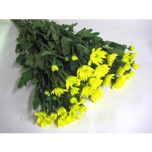 生花 菊 スプレーギク スプレー咲キイロ系 5本 スプレー菊 切花 切り花 生け花 花材