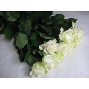 バラ 切り花 白の商品一覧 通販 Yahoo ショッピング
