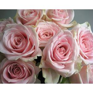 アバランチェ バラの商品一覧 通販 Yahoo ショッピング