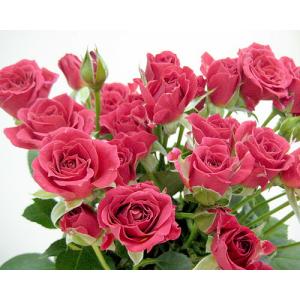 ミニバラ スプレー咲き SPミニバラ 薔薇 ばら ピンク系 5本 切花