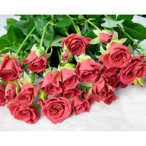 ミニバラ スプレー咲き SPミニバラ 薔薇 ば...の詳細画像1