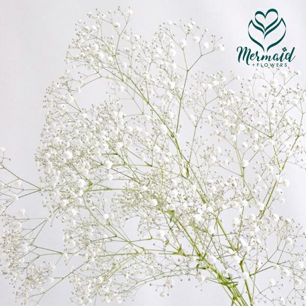 かすみ草 カスミソウ（添え花 フラワー、同梱用） 切花 切り花 生け花 花材 ドライフラワーに最適