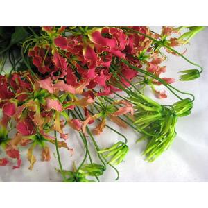 グロリオサ(ミサトレッドなど5本 切花 切り花 生け花 花材 送料無料