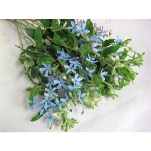 ブルースター 5本 切花 切り花 生け花 花材