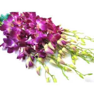 デンファレ 切り花 生花 の商品一覧 花 ガーデニング 通販 Yahoo ショッピング