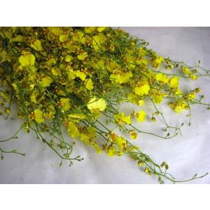 オンシジューム ハニーエンジェルなど5本 切花 切り花 生け花 花材