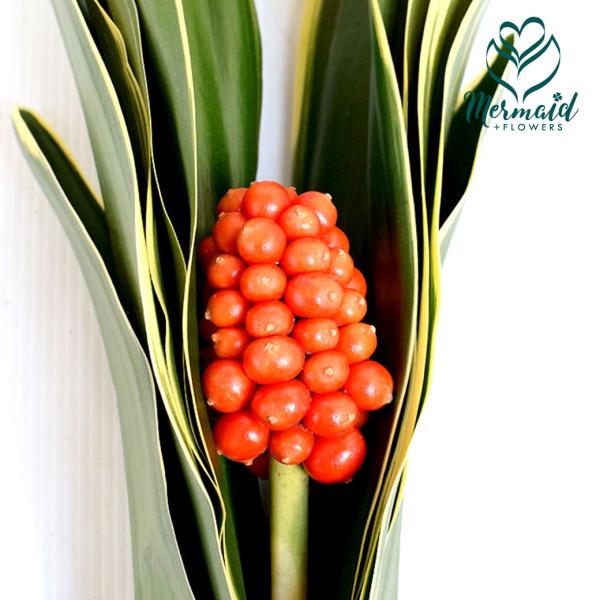 オモト 万年青 おもと 実付き 1組 切花 切り花 生け花 初活け 葉10枚・実１個