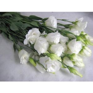 トルコヤエ ホワイト系 5本 切花 切り花 生け花 花材 トルコ桔梗