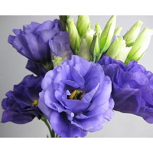 トルコキキョウ八重の商品一覧 通販 Yahoo ショッピング