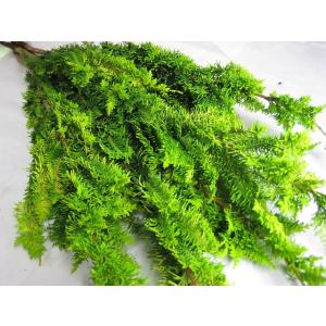 黄金ヒバ  ヒバ 流儀物 (黄金ヒバ)5本 【同梱不可商品】切花 切り花 生け花 花材 リュウギモノ