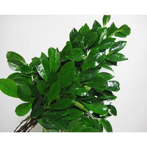 シタクサ (下草ククリ大) 2束 切花 切り花 仏花 仏壇 墓参り ビシャコ