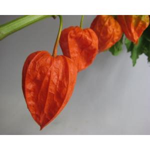 ホオヅキ エダモノ ほおずき ほおづき 1本 切花 切り花 お供え 喪中見舞い お返し お盆 盆花 初盆 お彼岸（お届け可能期間 8/6-8/14）
