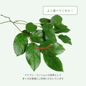 レモンリーフ 1束 切り枝 葉物 ハモノ ナナ...の詳細画像3