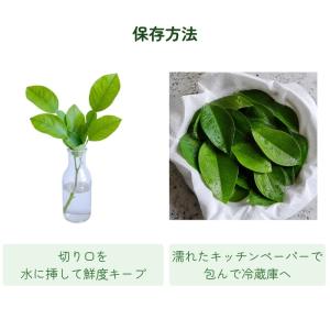レモンリーフ 1束 切り枝 葉物 ハモノ ナナ...の詳細画像4