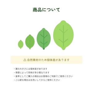 レモンリーフ 1束 切り枝 葉物 ハモノ ナナ...の詳細画像5