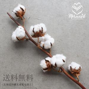 ドライフラワー 花材 即日出荷 コットンフラワー ナチュラルホワイト