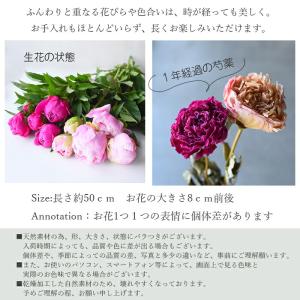 【単品ドライフラワー】芍薬 ピンク 1本 ドラ...の詳細画像2