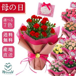 遅れてごめんね！母の日 ギフト プレゼント お母さん 2026 カーネーション 鉢植え 鉢 5号 ギフト プレゼント 花 選べる7色 赤 レッド ピンク｜プリティ マーメイド