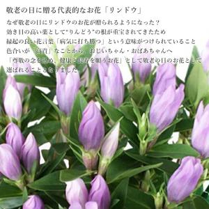 敬老の日 2026 プレゼント 花 りんどう ...の詳細画像2