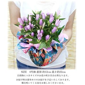 敬老の日 2026 プレゼント 花 りんどう ...の詳細画像4