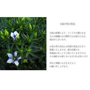 敬老の日 2026 プレゼント 花 りんどう ...の詳細画像5
