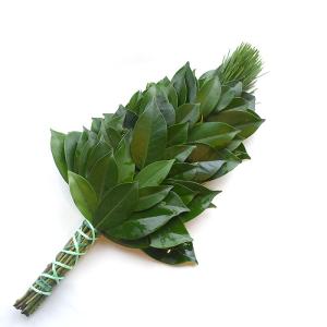 荒神榊 コウジンマツ 生花の詳細画像1