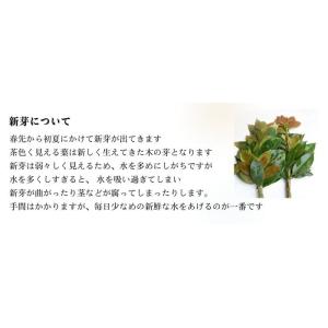 お供え お悔み お盆 お供え 喪中見舞い お返...の詳細画像3