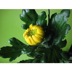 生花 菊 リンギク キイロ系 5本 切花 切り花 生け花 花材
