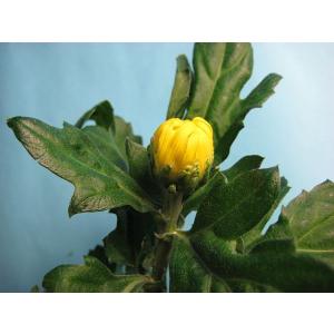 切り花 生花 切花 リンギク キイロ 精興の秋など 5本 St111 800 プリティ マーメイド 通販 Yahoo ショッピング