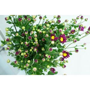 プリティ マーメイド 菊 小菊 スプレー菊 季節の和花系 花 ご自宅用 切り花 Yahoo ショッピング