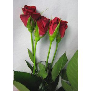 ミニバラ スプレー咲き SPミニバラ 薔薇 ばら オレンジ（フェリーニ