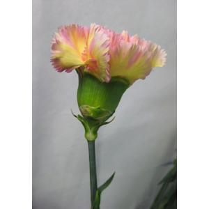 カーネーション 切り花の商品一覧 通販 Yahoo ショッピング