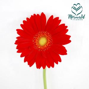 ガーベラ ミニ赤系 5本 切花 切り花 生け花 花材