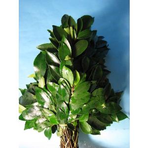 シタクサ（下草ククリ）1束 切花 仏壇 墓用 ビシャコ