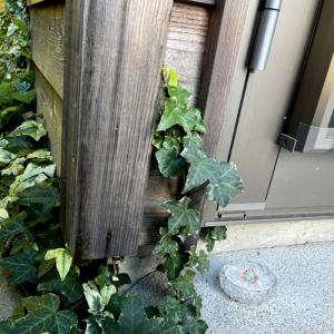 盛り塩 虹龍 奇跡 龍神のすず 2個と ヒマラ...の詳細画像2