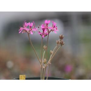 大木ナーサリー - Yahoo!ショッピング