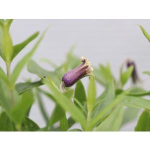 クレマチス・アルビコマ4