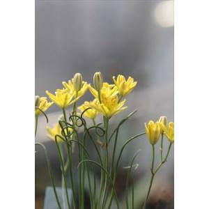 TODAY'S SPECIAL（トゥデイズスペシャル） 花瓶 デシレ ポット 15cm