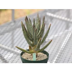 Aloe dichotoma/アロエ・ディコトマ3｜ohgi-nursery