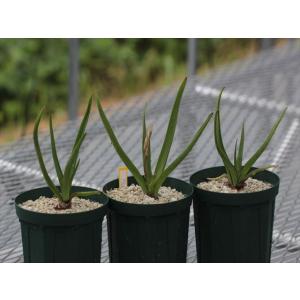 Aloe richardsiae ssp. richardsiae/アロエ・リカルドシアエ
