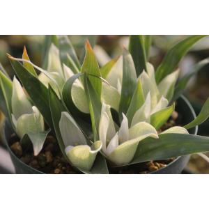 大木ナーサリー - Yahoo!ショッピング