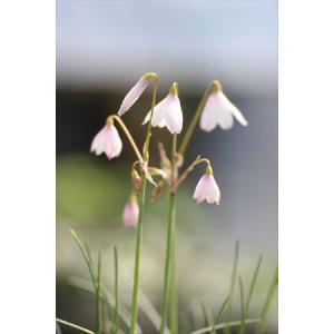 大木ナーサリー　ノスタルジアdd6号充実株！ 大木ナーサリー - Yahoo!ショッピング