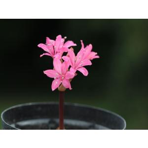 大木ナーサリー - Yahoo!ショッピング