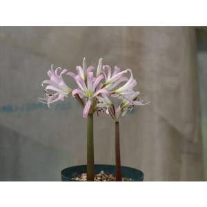 Brunsvigia gariepensis/ブルンスヴィギア・ガリエペンシス