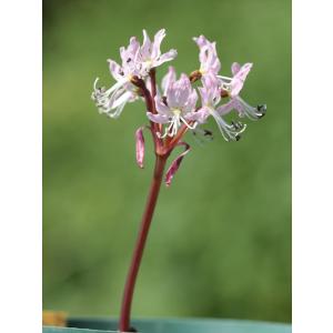 大木ナーサリー - Yahoo!ショッピング