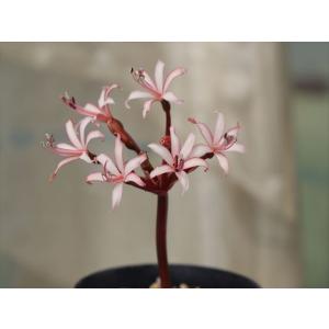 Brunsvigia striata/ブルンスヴ...の商品画像